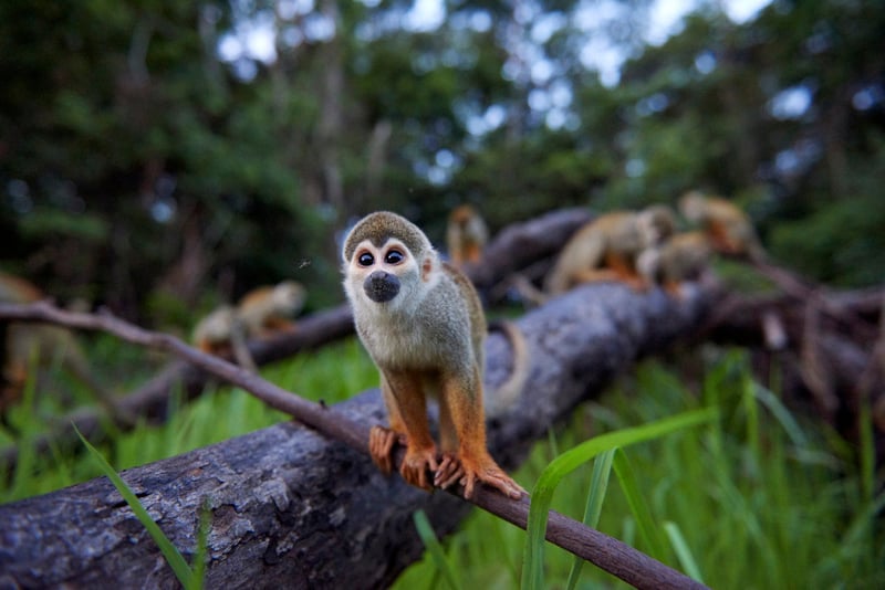 Macacos em seu habitat natural, na Amazônia