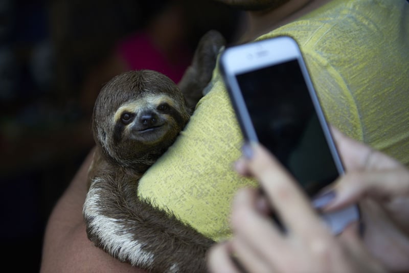 ¡Buenas noticias! Cadena de Hoteles en Costa Rica se unen a nuestra campaña contra selfies crueles
