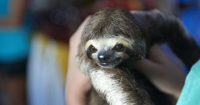 Sloth selfies: how we discovered the true impact 