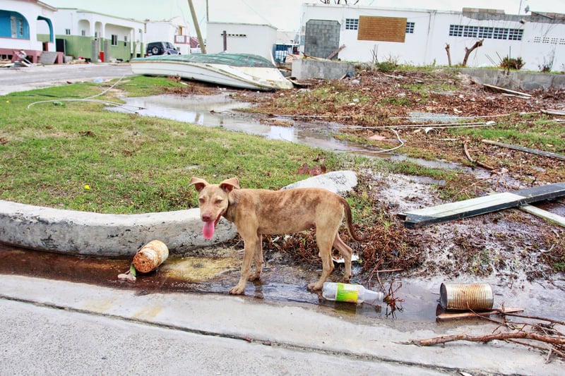 Perro en Barbudos después del huracán Irma