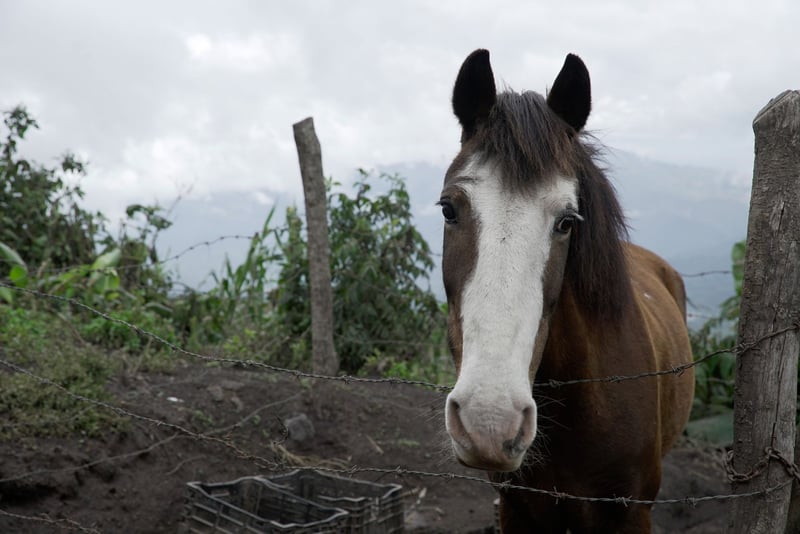 Ayuda a World Animal Protection a cuidar a los animales en casos de desastres en Guatemala