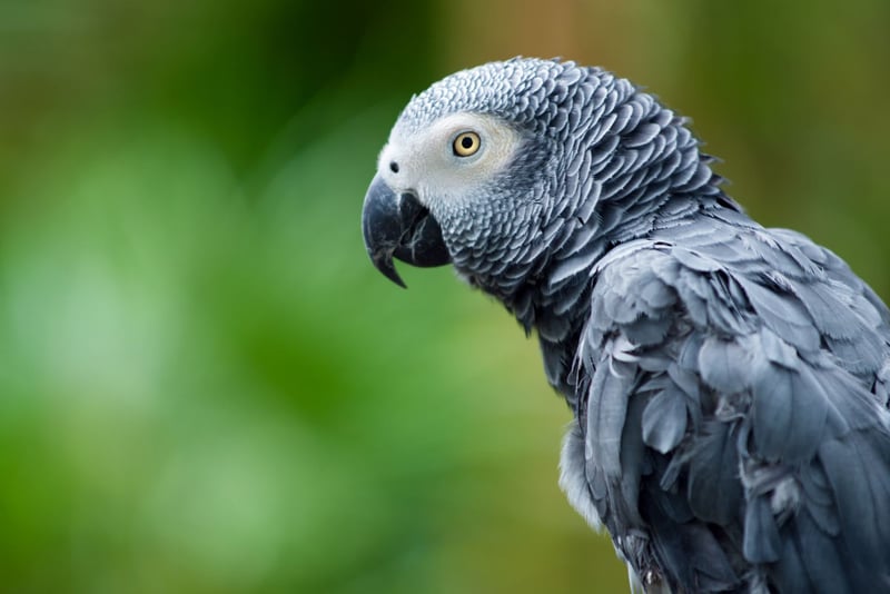 African grey parrot