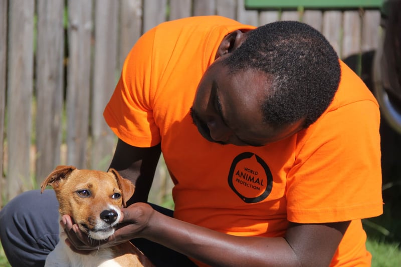 Personal de World Animal Protection atiende perro en Kenia 