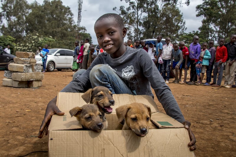 Vacunamos y esterilizamos a cientos de perros en Kenia