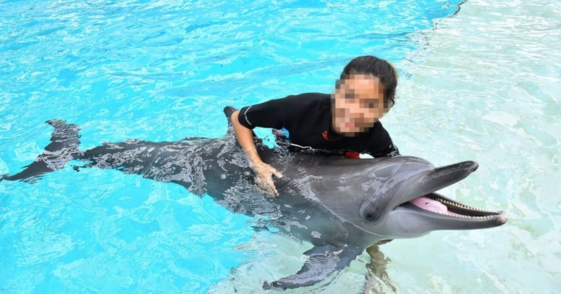 Dolphin in captivity at an entertainment venue