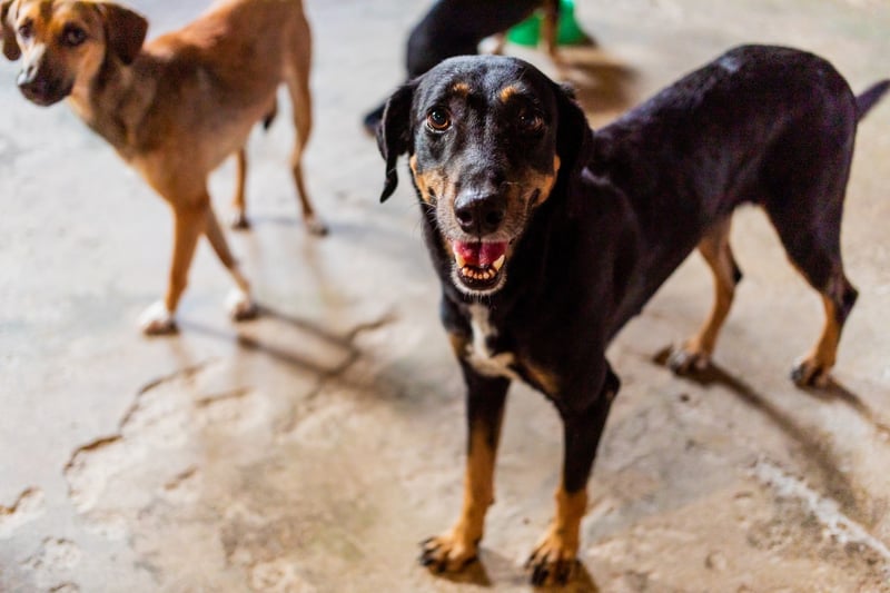 Pictured: rescued from the Amazon fires, a stray dog is safe at a shelter.