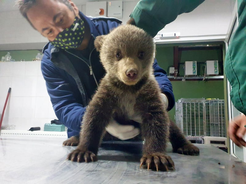 Filhote de urso que foi resgatado sendo atendido por um veterinário no santuário Libearty