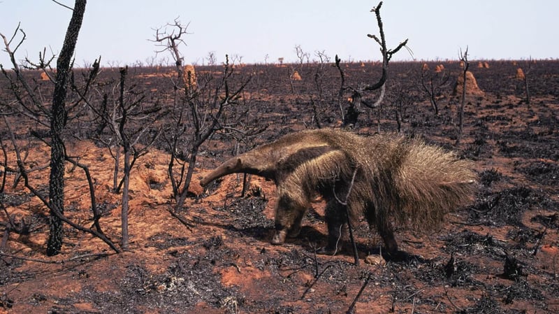 Giant anteater walks through burnt grassland area, Emas NP, Brazil.