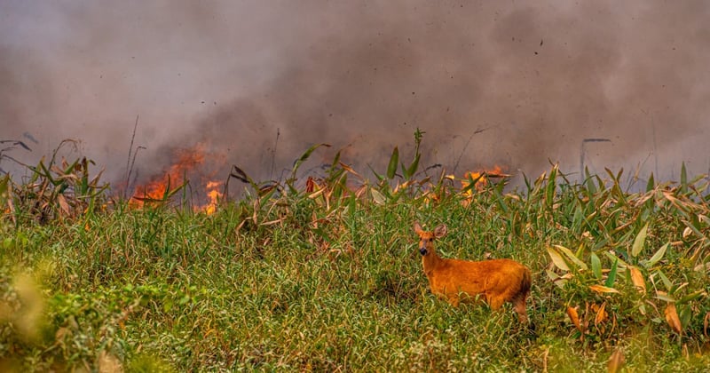 Pantanal's Deer amid flames of a forest fire in Pantanal wetlands. Photo credit: Lucas Ninno via Getty Images