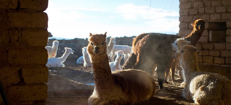 World Animal Protection construyó 70 refugios para proteger animales de las heladas