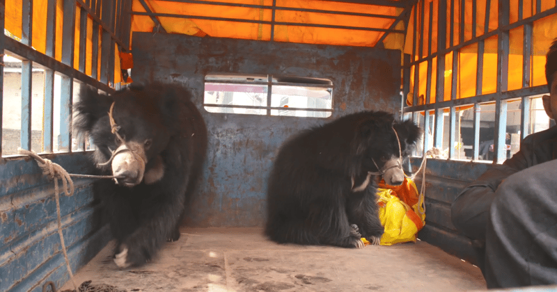 Osos rescatados en Nepal 