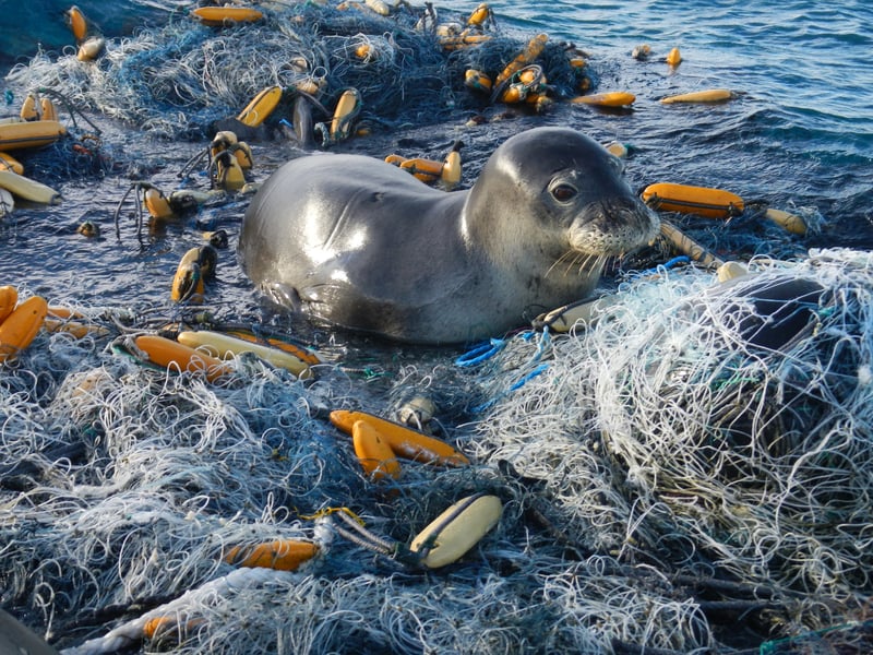 a seal caught in ghost gear