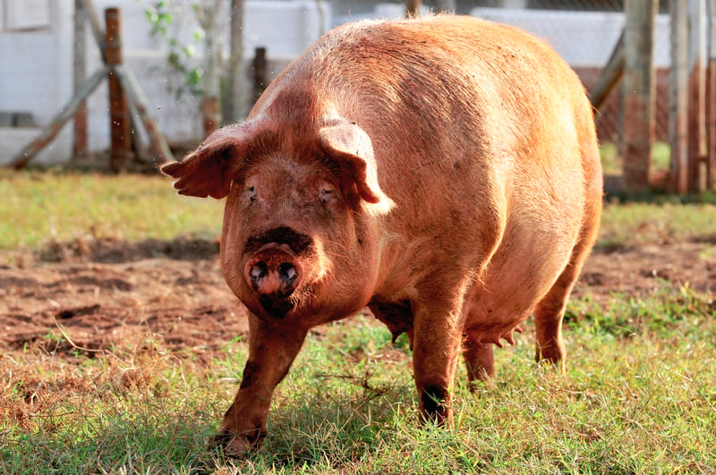 Especialistas de todo el mundo discuten el bienestar de los cerdos en Brasilia 