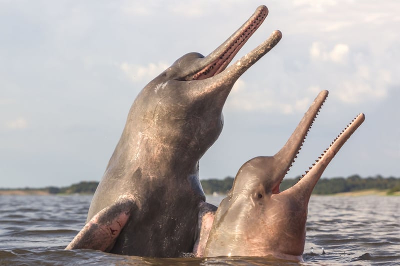Delfín rosado en el Amazonas 