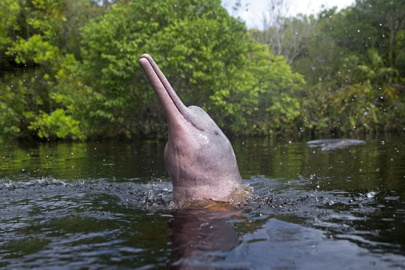 delfín rosado en el amazonas