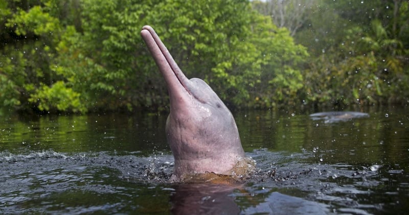 Delfín Rosado en el Amazonas 