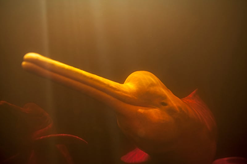 Delfín rosado nadando en el Amazonas 