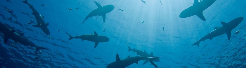 Un grupo de tiburones nadando