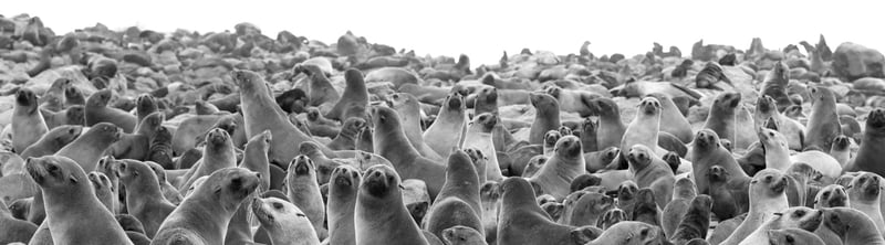 decenas de focas agrupadas cerca de la costa.