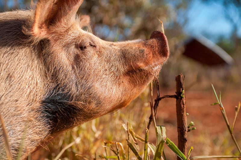 Protección Animal Mundial y Brasil Foods (BRF) anuncian alianza mundial 