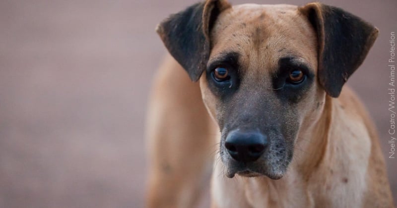 Van por espacios de resguardo para perros rescatados