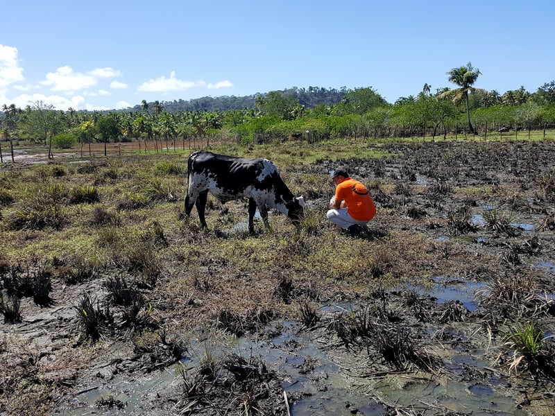 8.000 animais recebem ajuda após enchentes em Alagoas