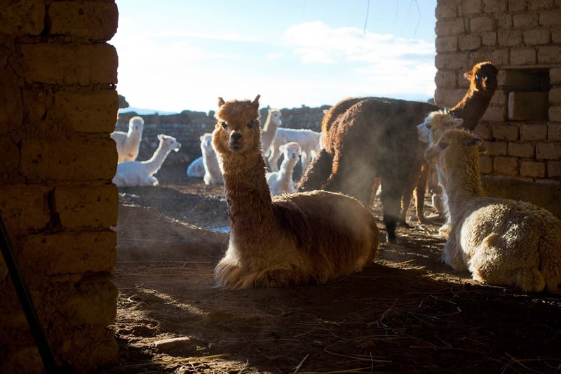 Nuevos albergues protegerán animales de sequía y heladas en Bolivia 