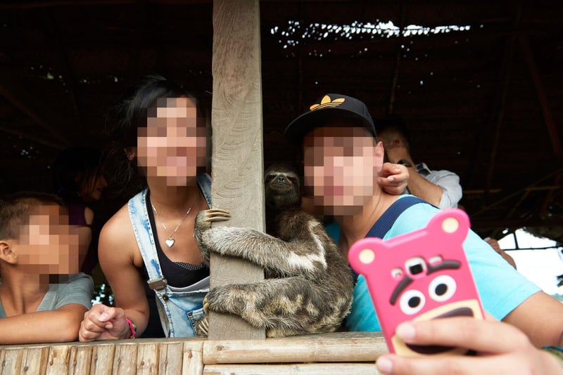 Turistas tiram selfie com preguiça na região amazônica