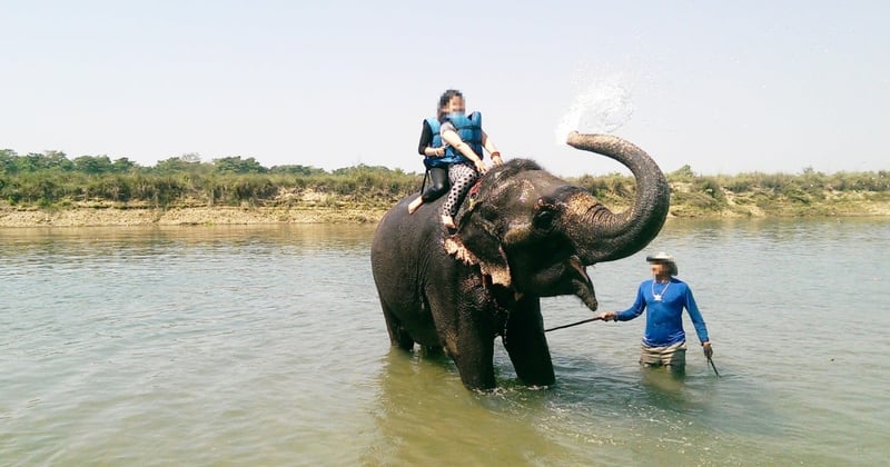 An elephant being used for riding and bathing with tourists