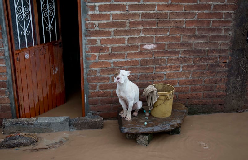 Un perro se sienta a las afueras de una casa inundada en Zoatlán, estado de Nayarit, a 150 kilómetros de Guadalajara, México. El huracán Patricia tocó tierra el viernes 23 de octubre, en una zona poco poblada de la costa Pacífica mexicana como de categorí