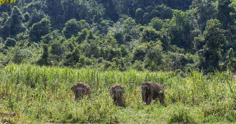 elephants, Thailand