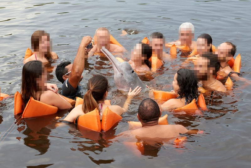 Turistas nadam e tocam em boto cor-de-rosa em atração em Manaus
