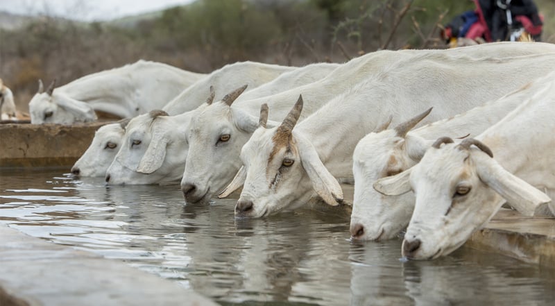 cabras tomando agua