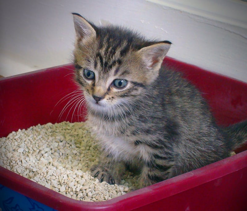 ¿Tu gato dejó de usar su caja de arena? Estas pueden ser las razones. Crédito: Creative Commons Flickr/Robyn Anderson