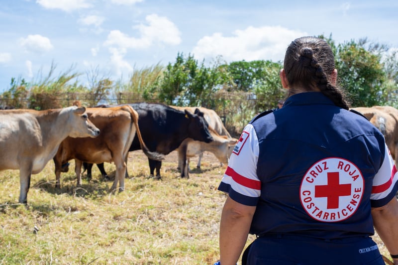 Trabajando con la Cruz Roja de Costa Rica para ayudar a los animales