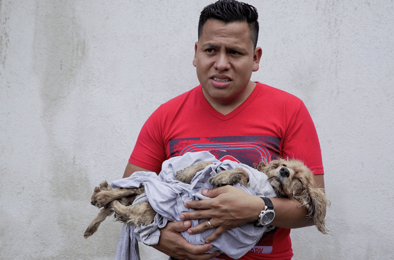 Pedimos a los candidatos a la presidencia de Guatemala que no olviden a los animales durante desastres