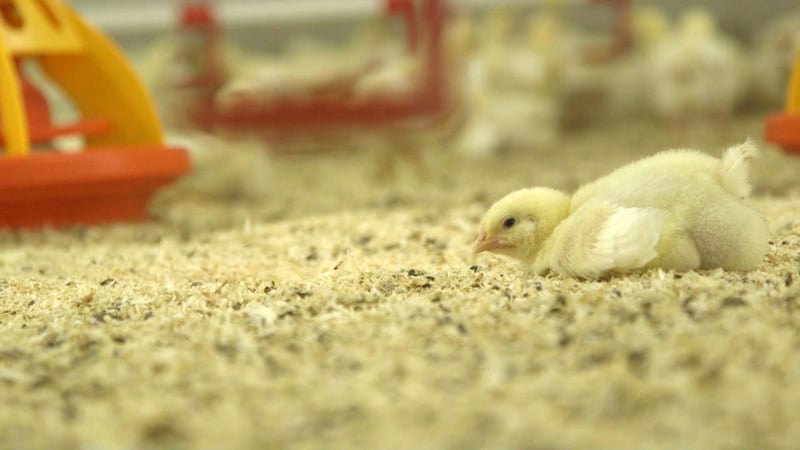 Chick on the floor in a farm - World Animal Protection - Change for chickens