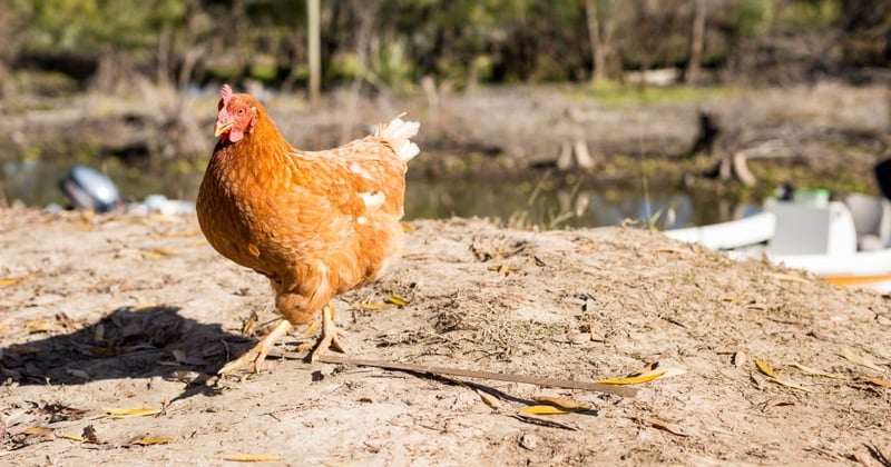 Chicken walking on dusty ground outside in Argentina