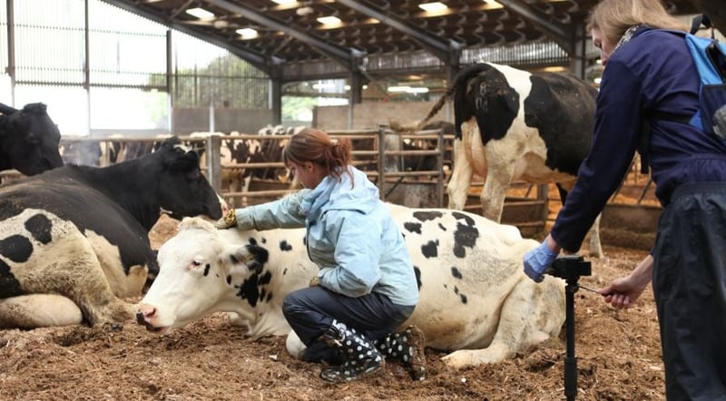 Estudio: Acariciando a las vacas - por la ciencia