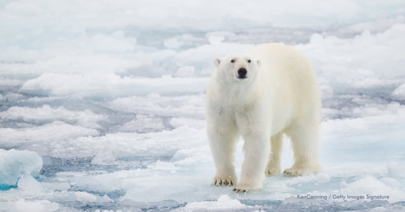 Datos curiosos de osos polares - un oso polar caminando sobre una superficie de hielo
