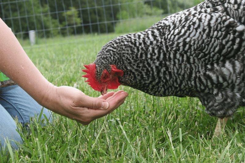 Conoce dataos curiosos de los pollos - Un gallo come maíz de una mano amiga.