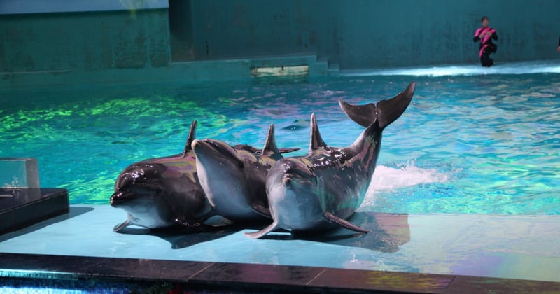 Delfines cautivos usados para entretenimiento