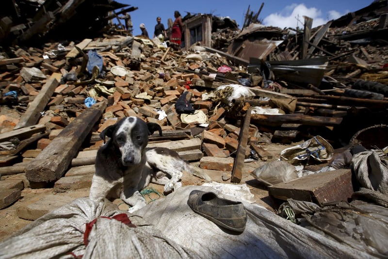 Perro después de terremoto 