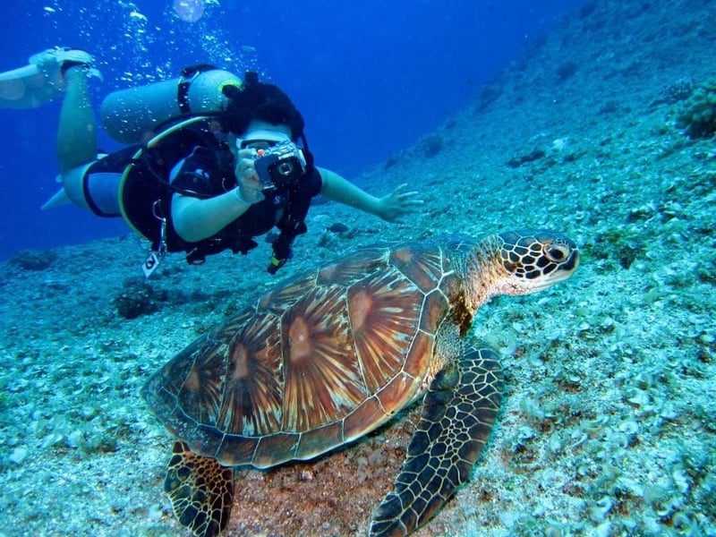 Buceador fotografiando tortugas en la Gran Barrera de Coral