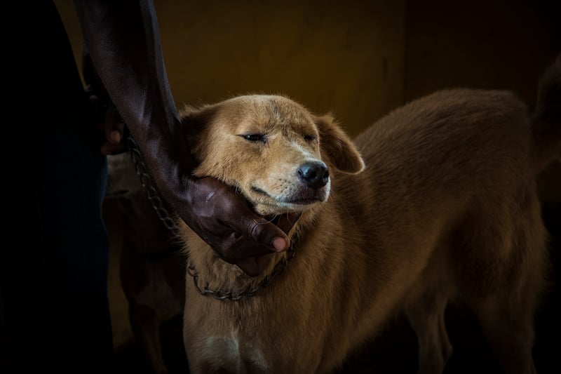 dog, Ghana