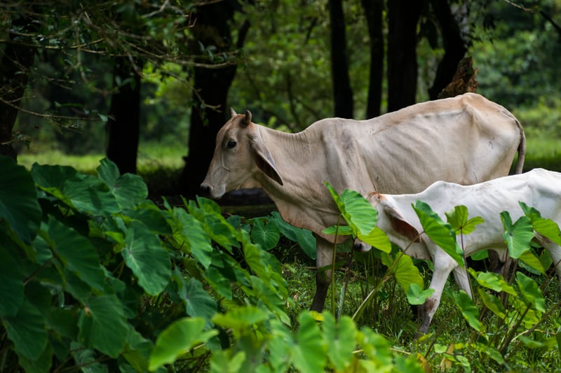 El ganado camina por los pastos enlodados de Limón, en Costa Rica, tras las inundaciones que afectaron la provincia