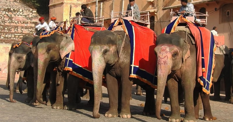 Elefantes cautivos en Fuerte Amber, India