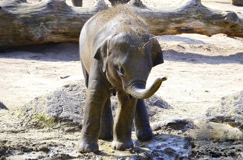 Filhote de elefante morre após ser cercado para selfies