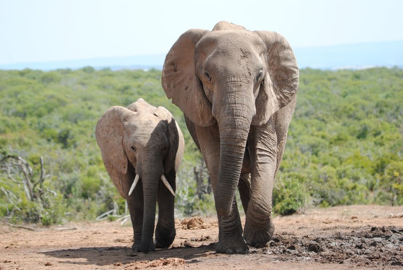 elephants in the wild