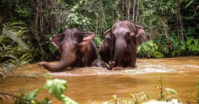Elephants in water at Kindred Spirit Elephant Sanctuary - World Animal Protection - Animals in the wild